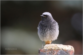 <p>REHEK DOMÁCÍ (Phoenicurus ochruros) /Black redstart - Hausrotschwanz/</p>